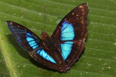 Doxocopa clothilda