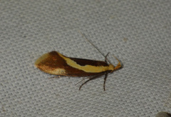 Harpella forficella
