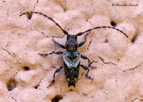lesser thorn-tipped longhorn beetle