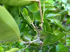 Maytenus erythroxyla