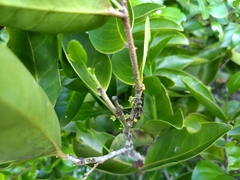 Maytenus erythroxyla