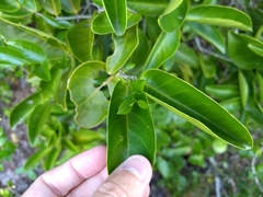 Maytenus erythroxyla