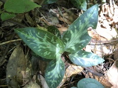 Goodyera daibuzanensis