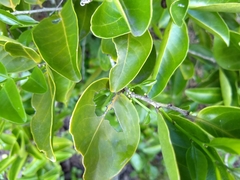 Maytenus erythroxyla