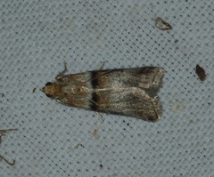 Acrobasis tumidana