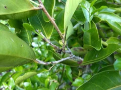 Maytenus erythroxyla