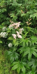 Filipendula palmata