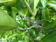 Maytenus erythroxyla