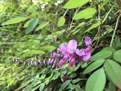 Indigofera venulosa