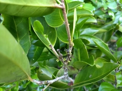 Maytenus erythroxyla