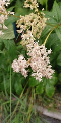 Filipendula palmata