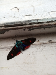 Cyanopepla