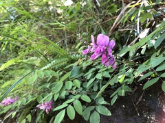 Indigofera venulosa