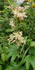 Filipendula palmata