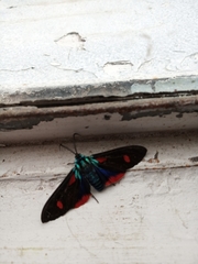 Cyanopepla
