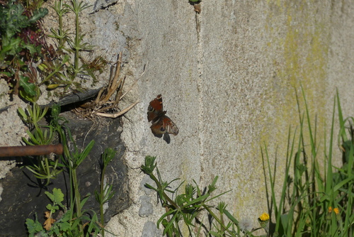 European Peacock Butterfly