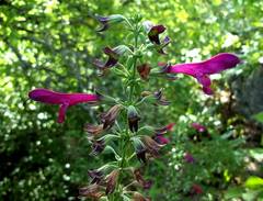 Salvia pentstemonoides