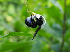 Biluna