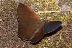 Lymanopoda obsoleta