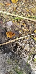 Phyciodes mylitta