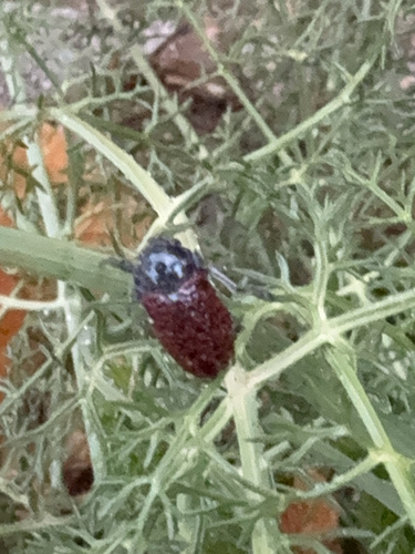 Lachnaia variolosa