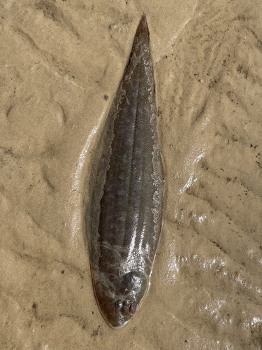 Senegalese tonguesole (Cynoglossus senegalensis) — Cynoglossidae — 2
