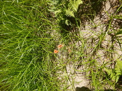 Lilium parvum