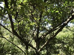 Garcinia oblongifolia