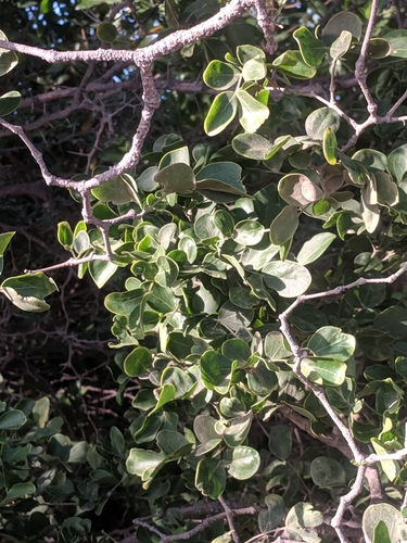 Image of Guaiacum officinale by (c) Eric Knight, some rights reserved (CC BY)