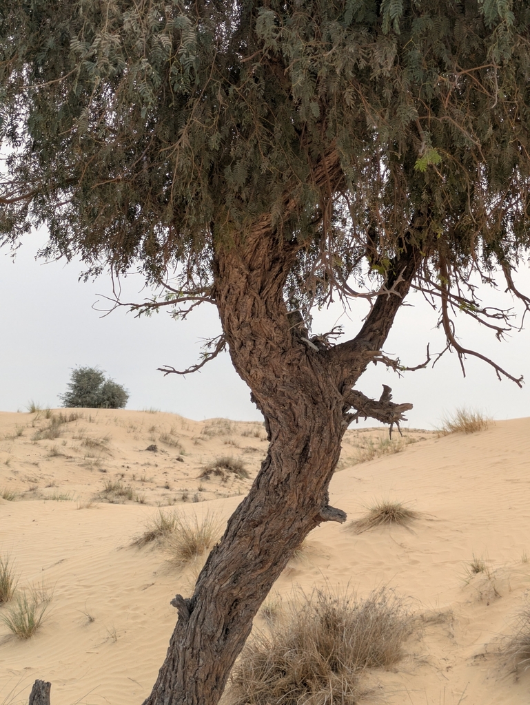 Prosopis cineraria, Dubai - United Arab Emirates