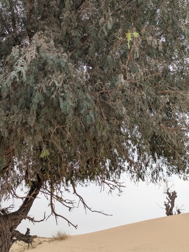 Prosopis cineraria