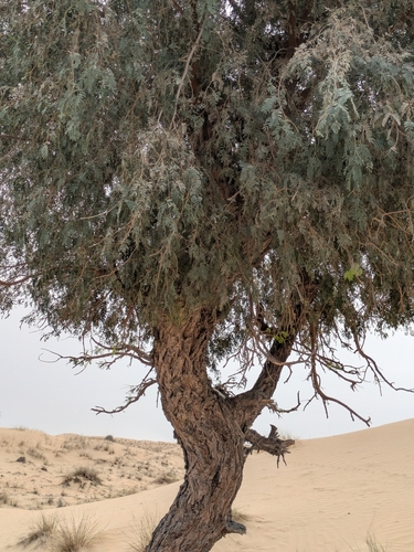 Prosopis cineraria