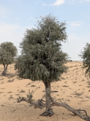 Prosopis cineraria