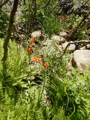 Lilium parvum