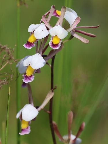 Eulophia caricifolia