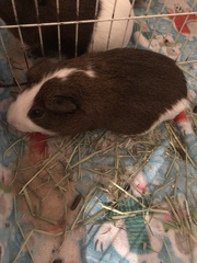 Cavia