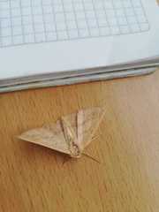 Lepidoptera