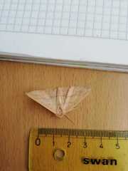 Lepidoptera