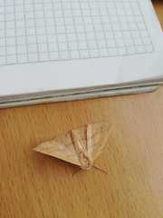 Lepidoptera