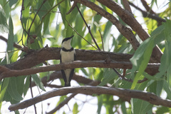 Cissomela pectoralis