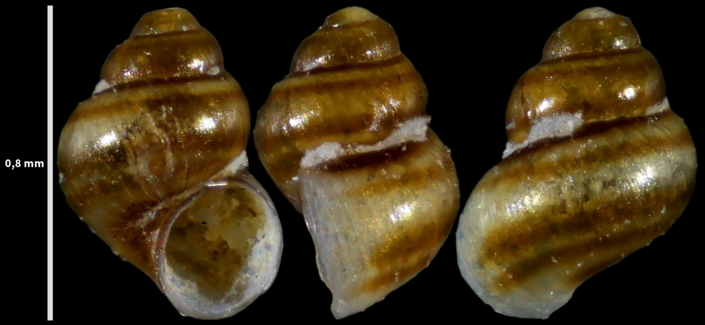 Eatonina pumila