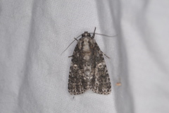Acronicta brumosa