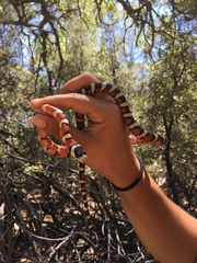 Lampropeltis pyromelana