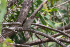 Ramsayornis modestus