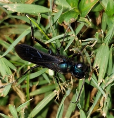 Chlorion aerarium