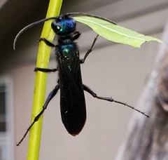 Chlorion aerarium