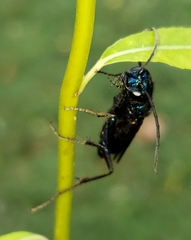 Chlorion aerarium