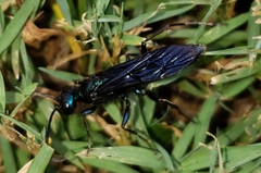 Chlorion aerarium