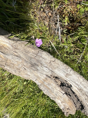 iNaturalist observation photo of Mediterranean Stork's-bill