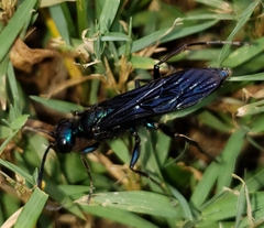 Chlorion aerarium